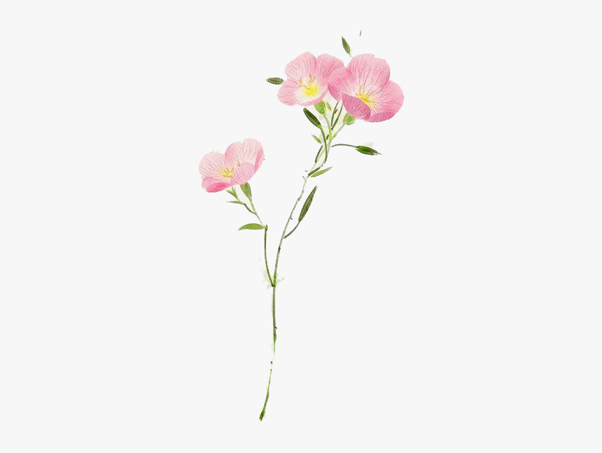 Watercolor Flower Png Transparent Hd Photo - Pink Evening Primrose, Png Download