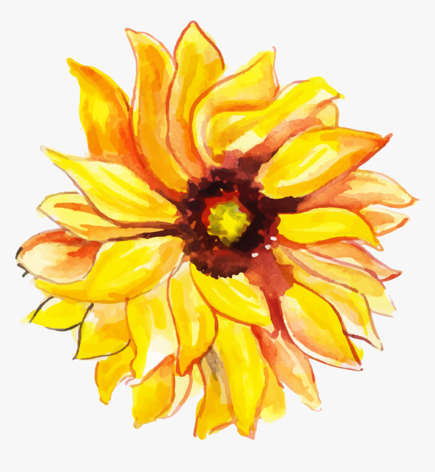 Sunflower, HD Png Download