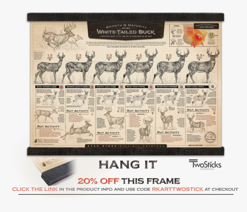 Ryan Kirby Growth Maturity Whitetail Buck Hanging Print, HD Png Download
