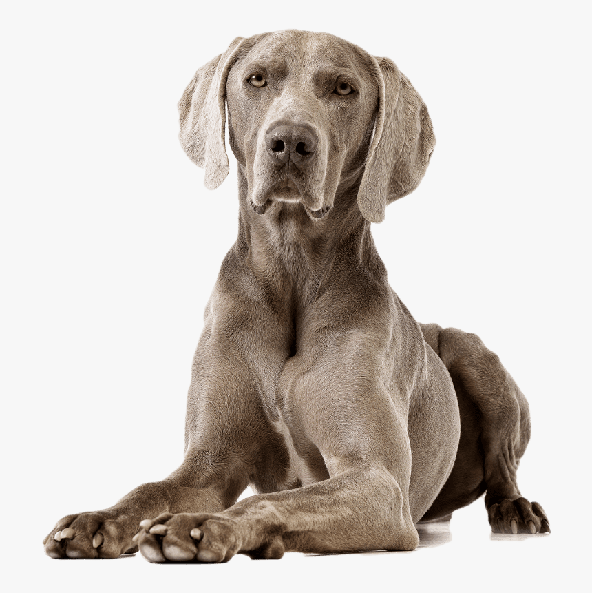 Weimaraner, HD Png Download