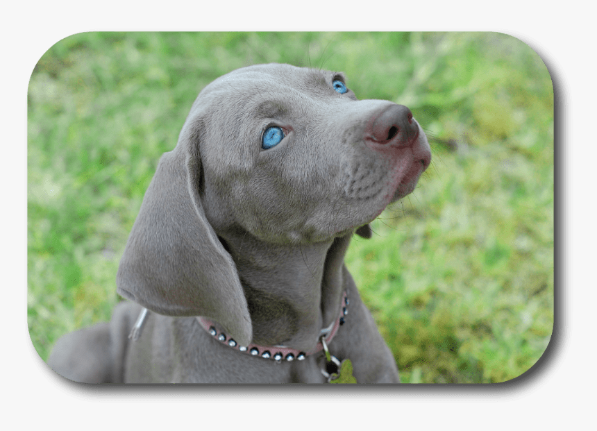 Weimaraner, HD Png Download