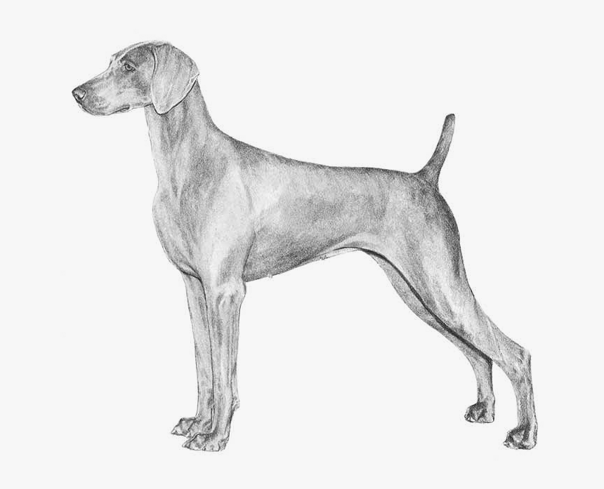 Weimaraner - Weimaraner Akc, HD Png Download