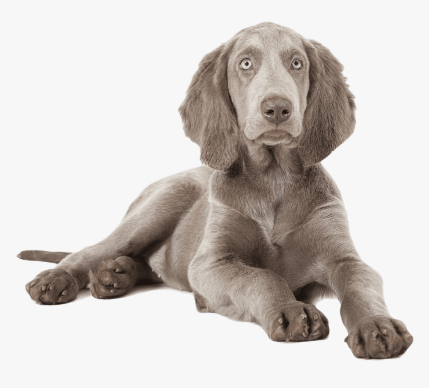 Βαϊμαρανερ Χαριζεται, HD Png Download