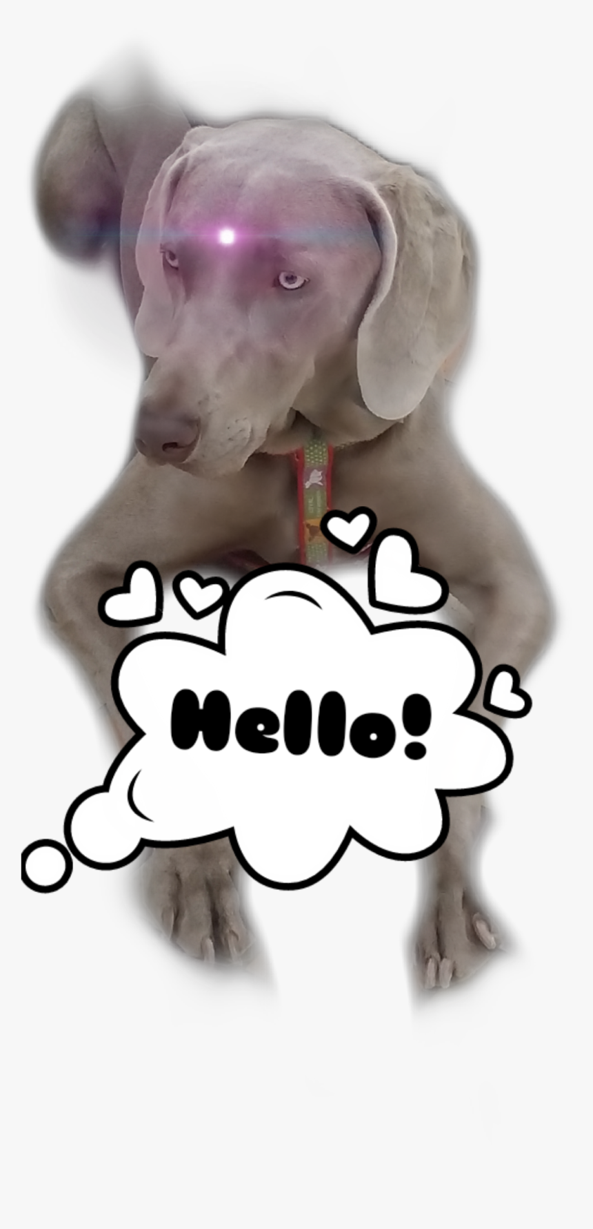 #weimaraner - Bleach London Orange Hair Dye, HD Png Download