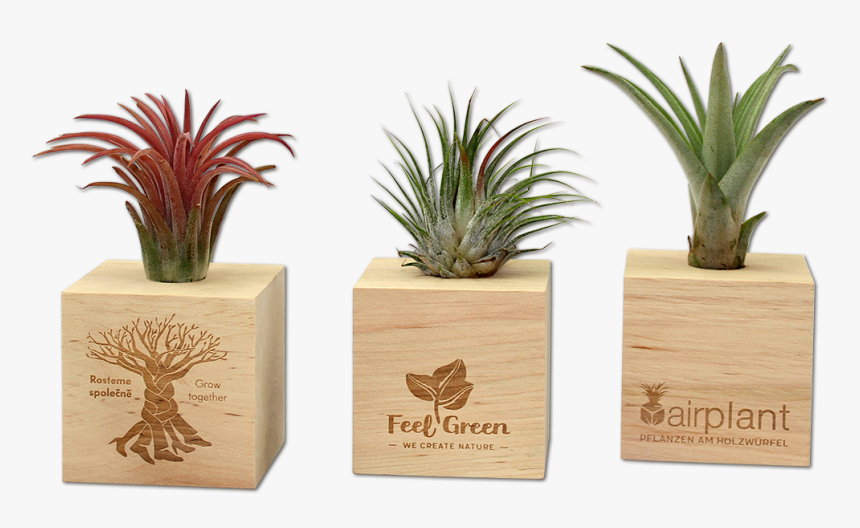 Tillandsia, HD Png Download