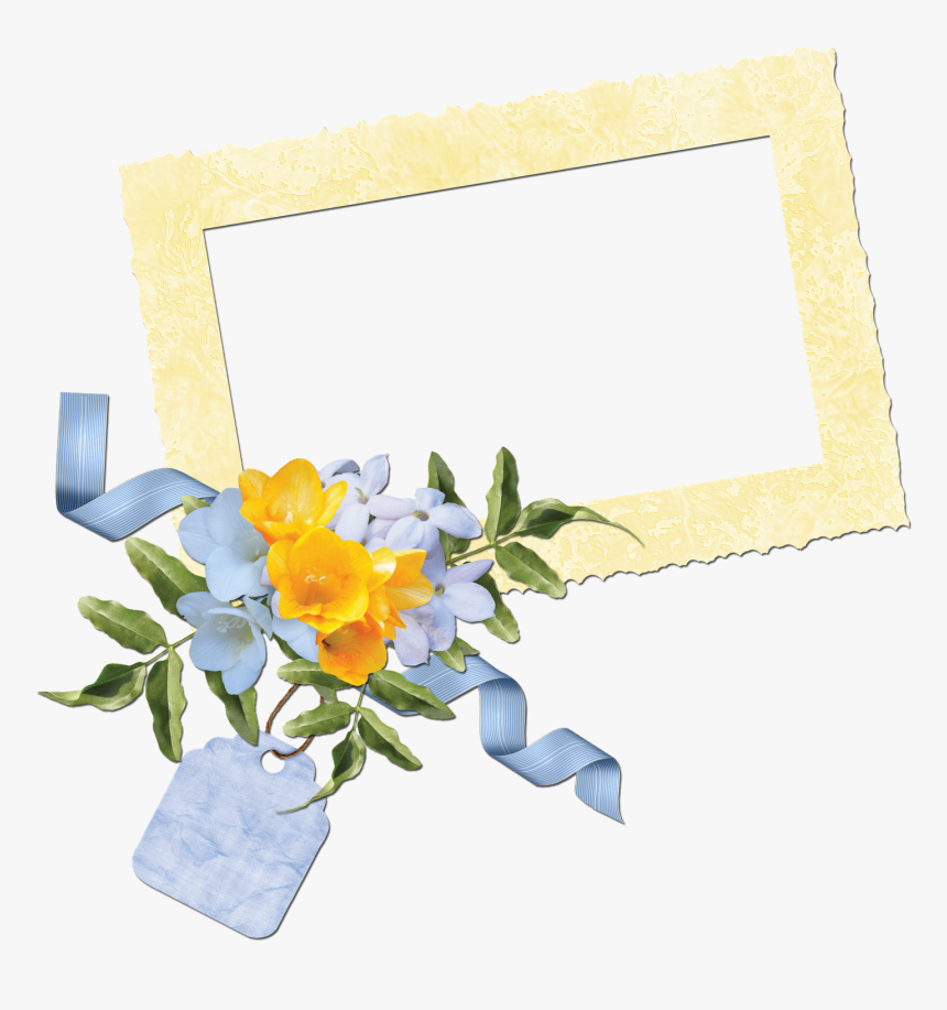 Transparent Cluster Frames Png - Evergreen Rose, Png Download