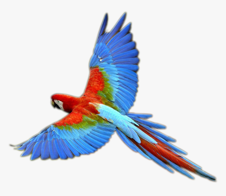 Transparent Tucano Png - Parrot Png, Png Download