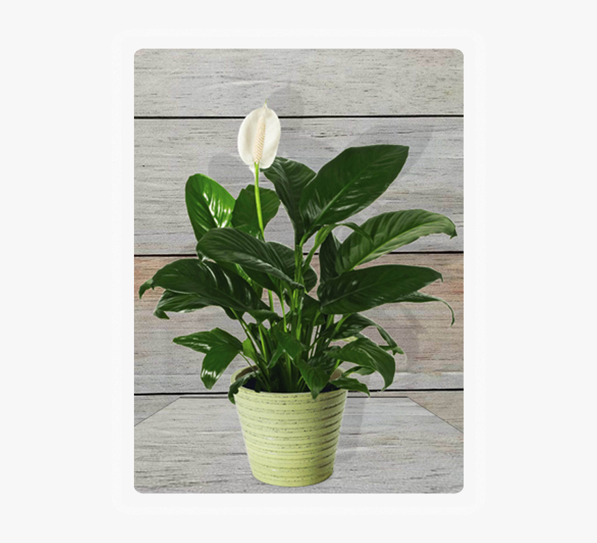 Transparent Table Plant Png - Plant Peace Lily Png, Png Download