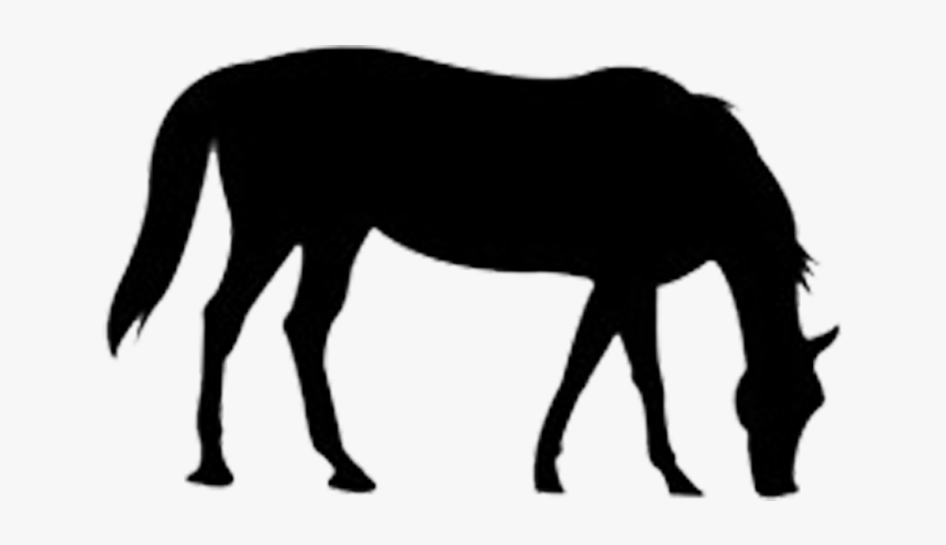 The Outline Of The Horse Png Download - Horse, Transparent Png