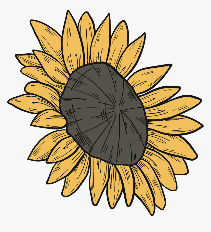 Sunflower Clipart - Sunflower, HD Png Download