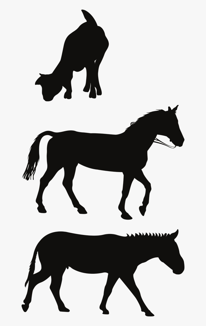 Horse, HD Png Download