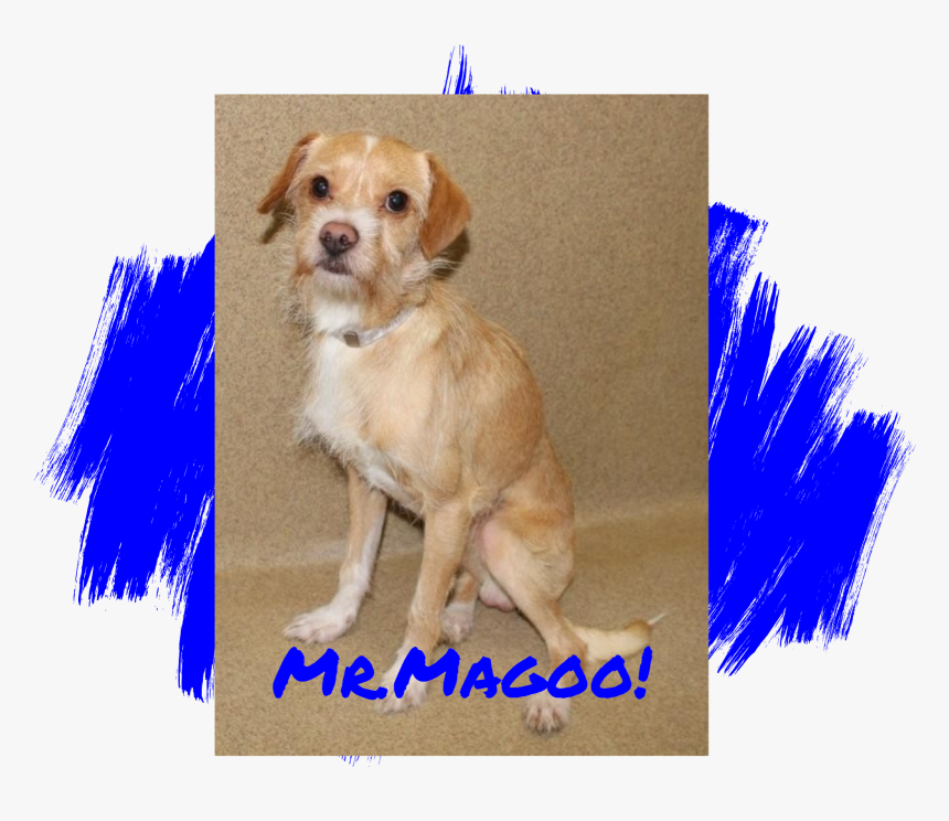 Dog, HD Png Download