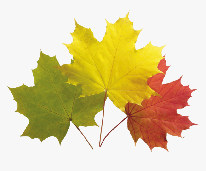 Download Autumn Leaf Clipart Png Photo Transparent - Colourful Maple Leaves, Png Download