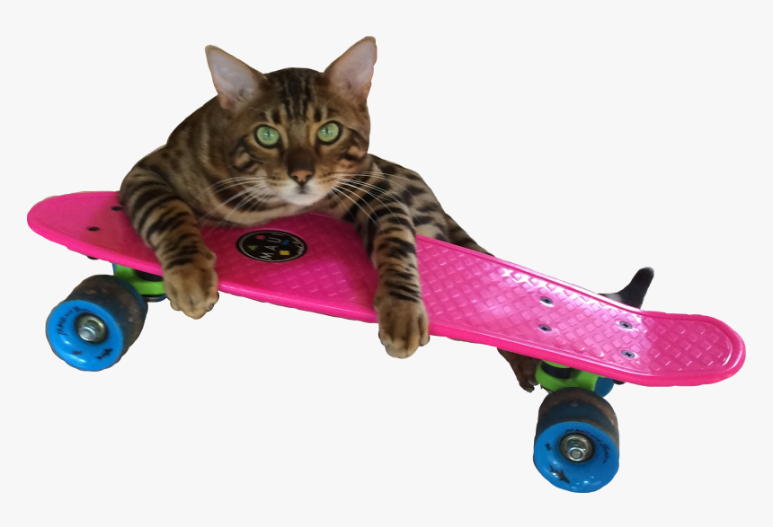 #cat #funny #funnycat #funnysticker #pennyboard #catonskateboard - Longboard, HD Png Download