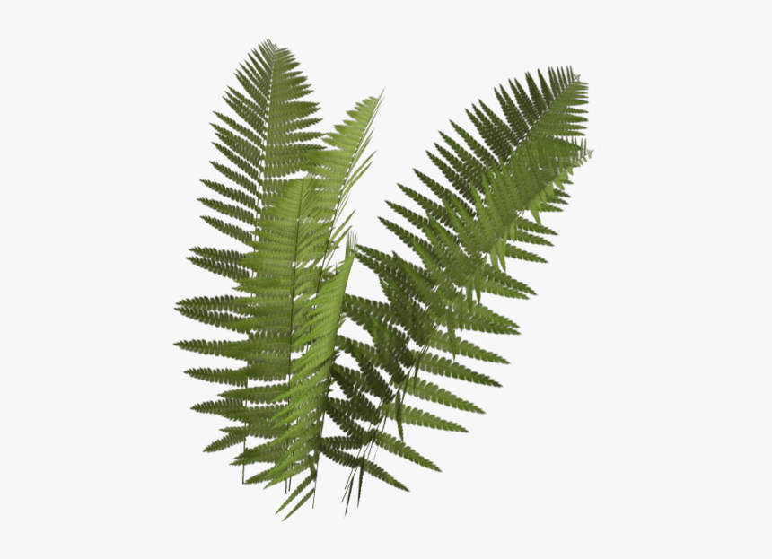 Thumb Image - Fern With No Background, HD Png Download
