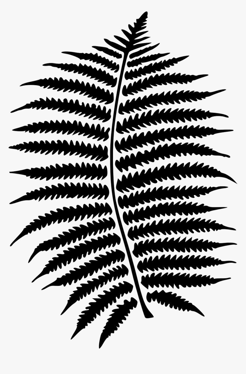 Clip Art Ferns Clipart Transparent Png , Png Download - Fern Clipart Black And White, Png Download