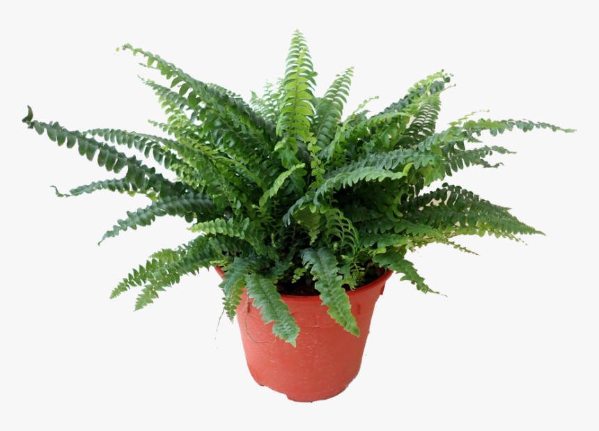 Flowerpot, HD Png Download