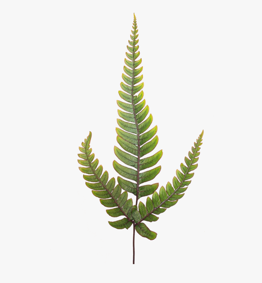Japanese Painted Fern Potted Indoor Plant - Ostrich Fern, HD Png Download