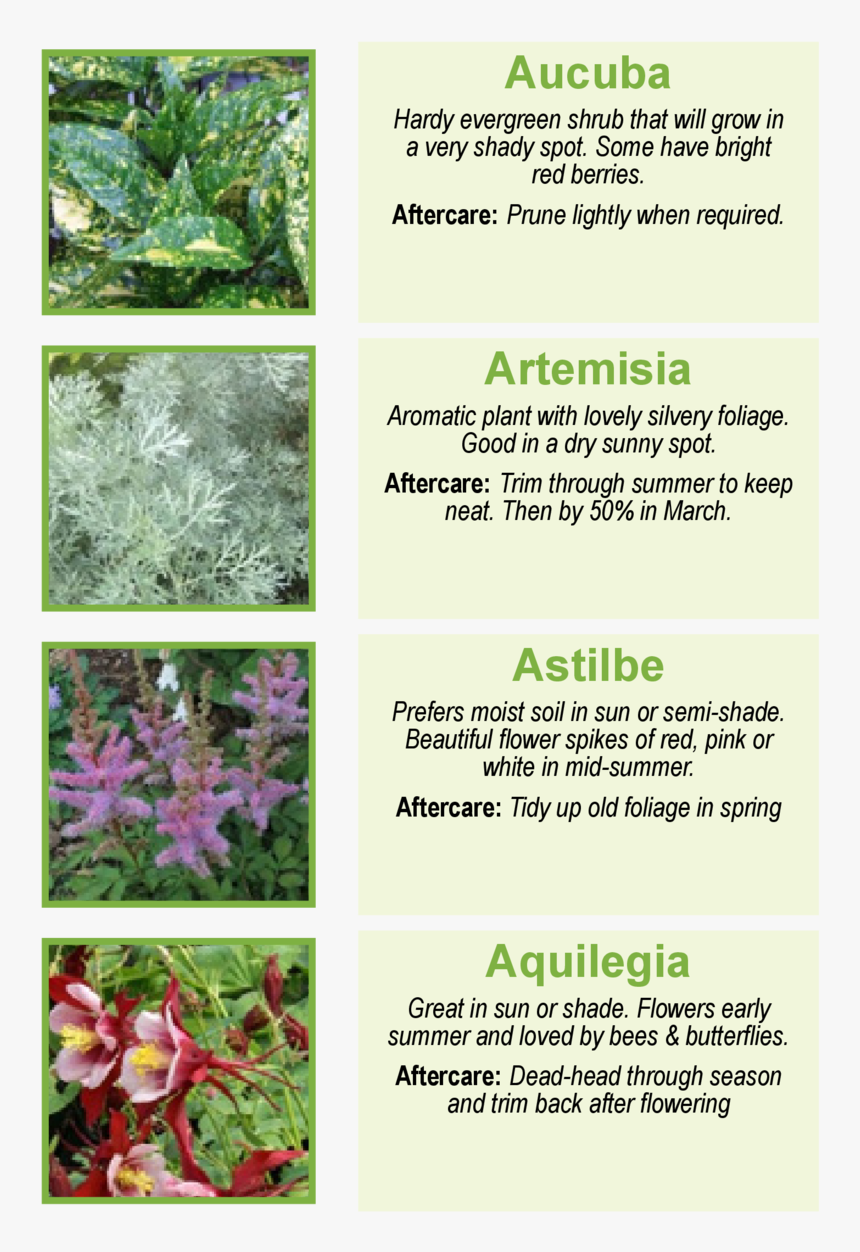 Aucuba Hardy Evergreen Shrub That Will Grow In A Very - Astilbe Chinensis, HD Png Download