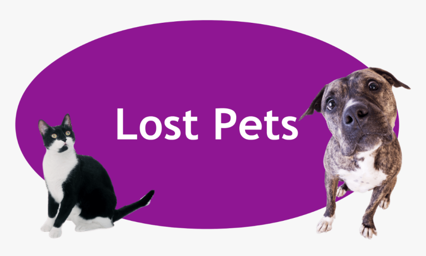 Lost And Found Pets Banner, HD Png Download