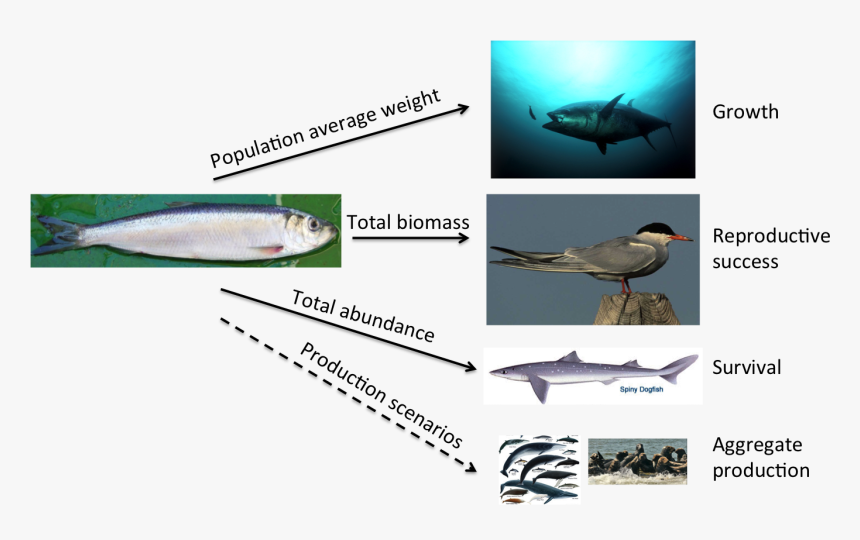 Pacific Saury, HD Png Download