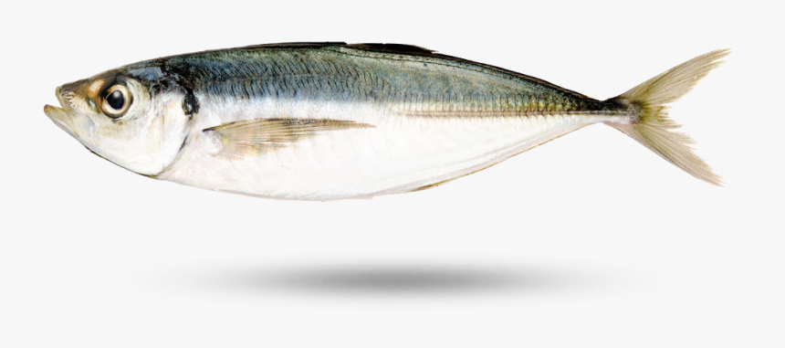 Horse Mackerel - Japanese Horse Mackerel, HD Png Download