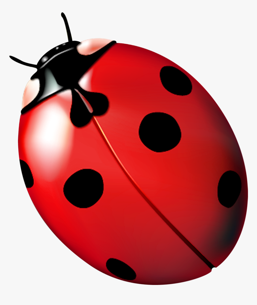 Ladybird Beetle Ladybug, Ladybug, Fly Away Home - Joaninha Png, Transparent Png