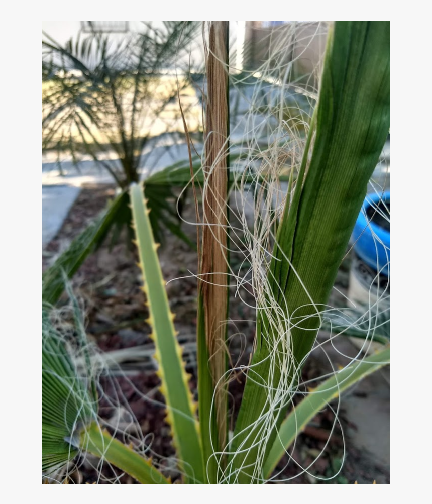 Grass, HD Png Download