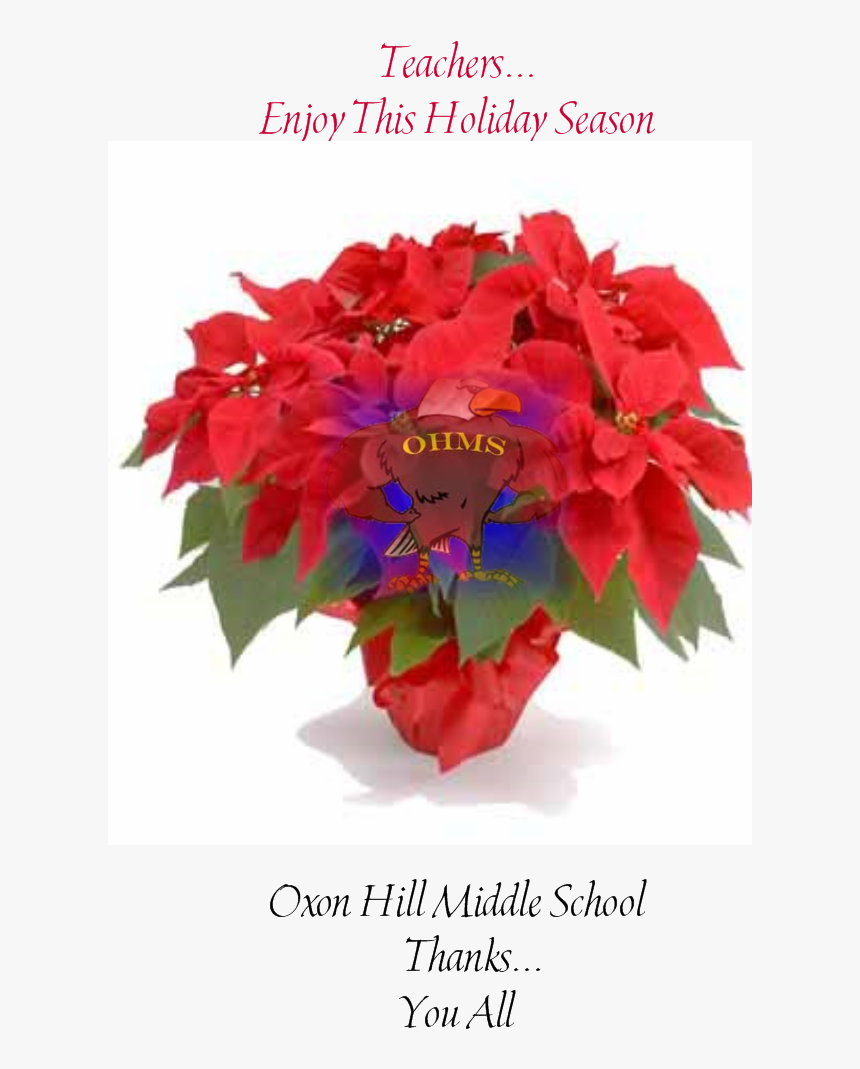 Poinsettia Flower, HD Png Download