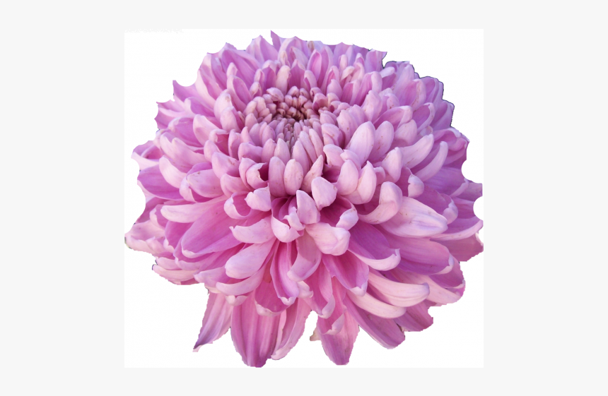 Dahlia, HD Png Download