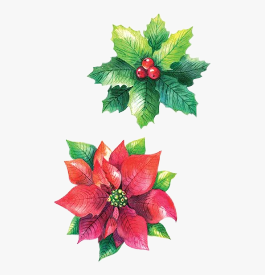 Poinsettia, HD Png Download