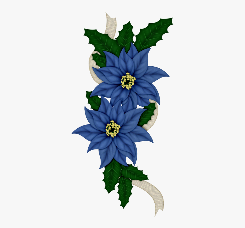 C Orig Kwiaty - Blue And White Poinsettia Flowers, HD Png Download