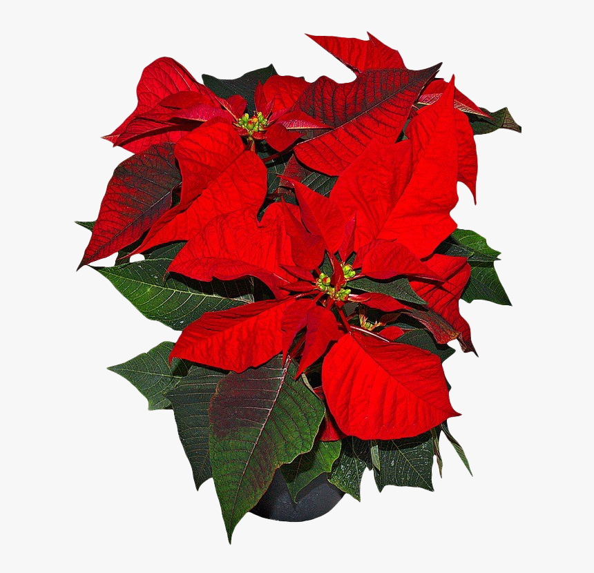 Poinsettia Png Picture - Flower Mexico National Symbols, Transparent Png