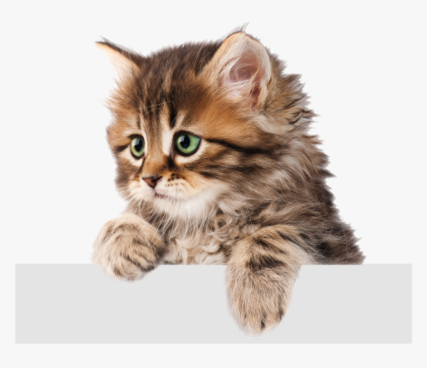 Transparent White Kitten Png - Cat, Png Download