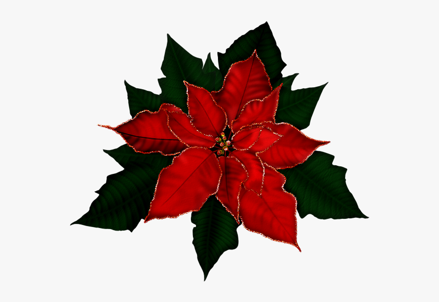 Poinsetta Clip Gold - Free Clipart Poinsettia, HD Png Download