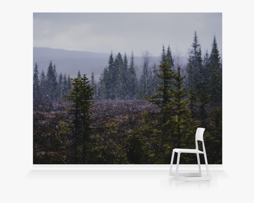 Spruce-fir Forest, HD Png Download