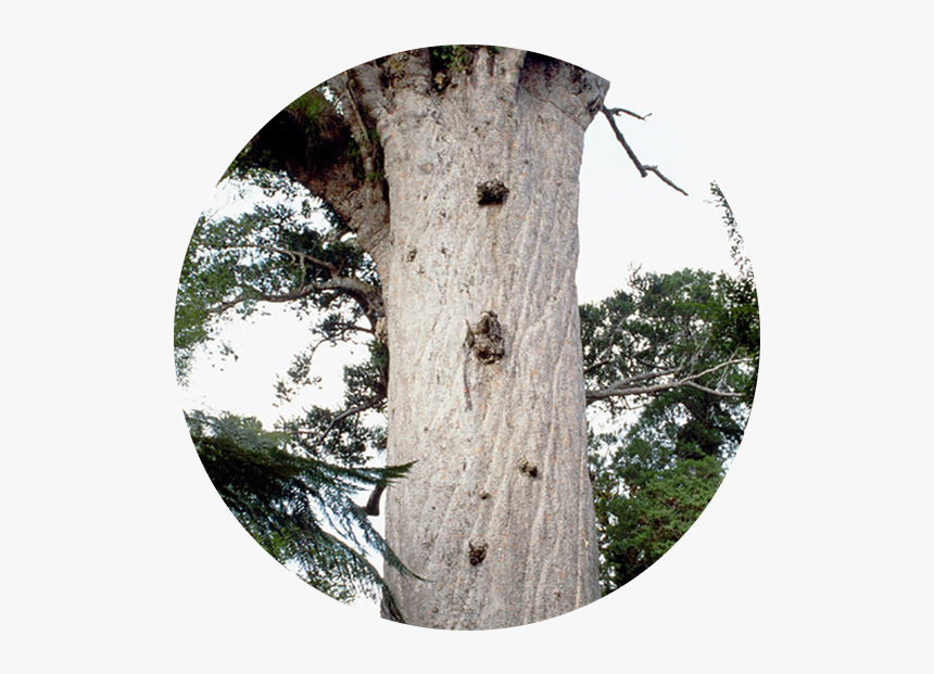 Waipoua Forest - Tāne Mahuta, HD Png Download