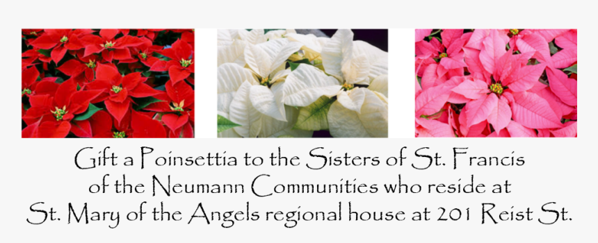 - Poinsettia , Png Download - Poinsettia, Transparent Png