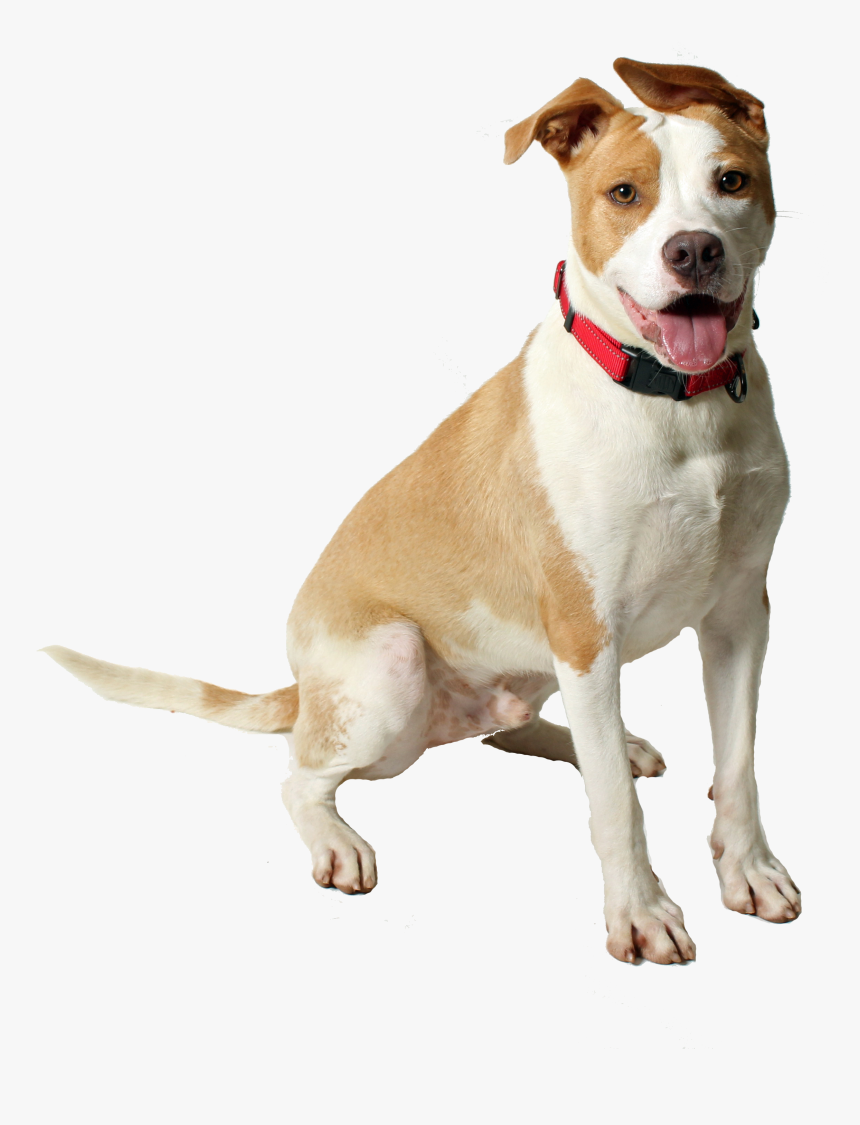Preparing For Pooch - American Pit Bull Terrier, HD Png Download