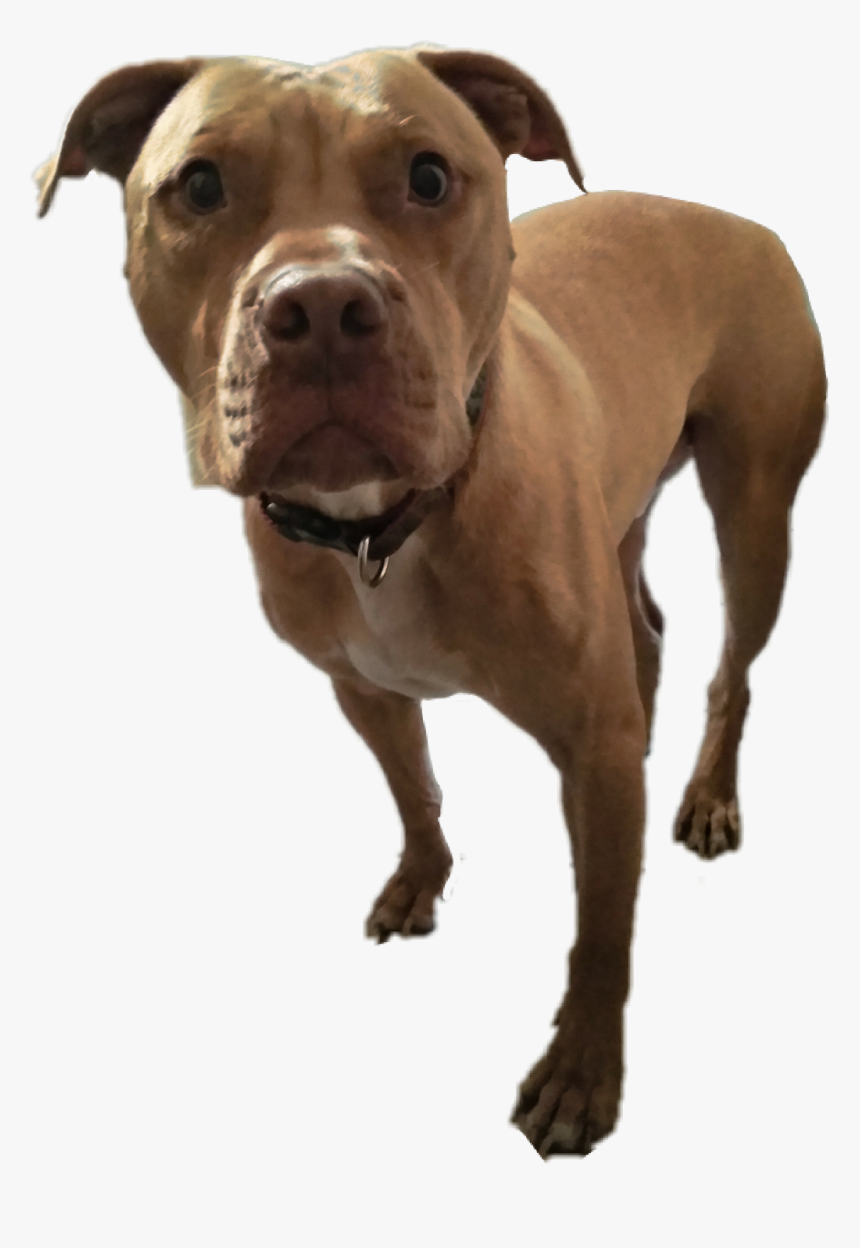American Pit Bull Terrier , Png Download - American Pit Bull Terrier, Transparent Png