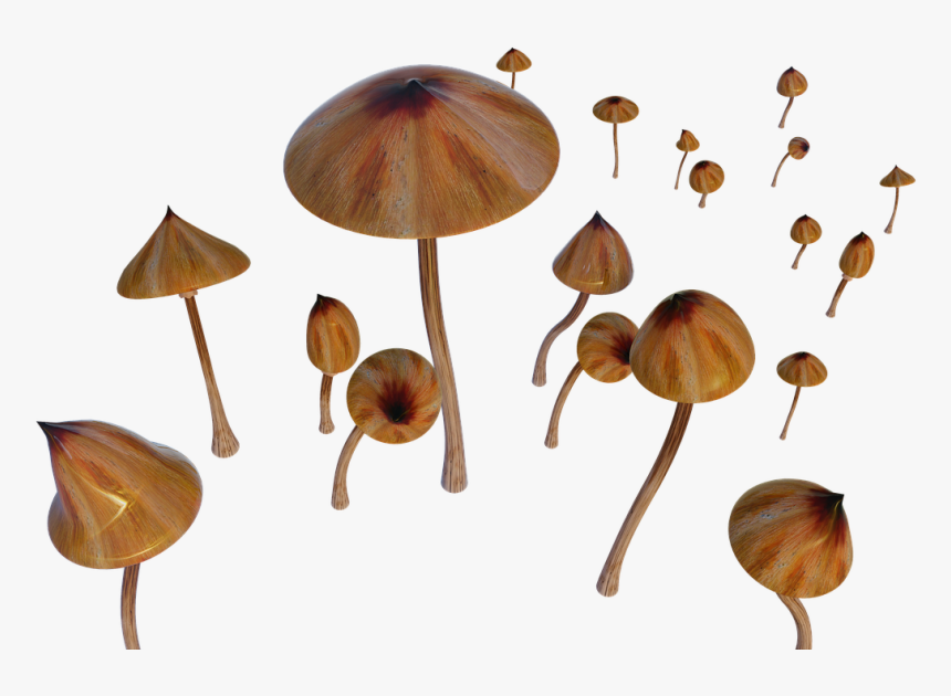 Russula Integra, HD Png Download