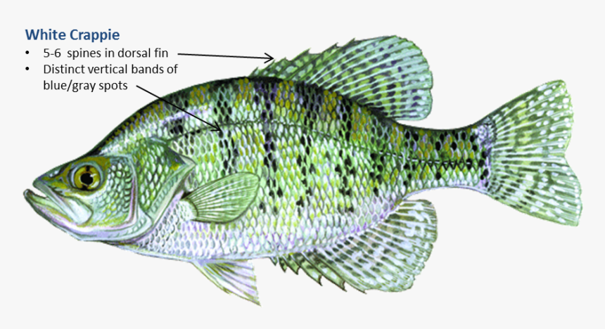 White Crappie, HD Png Download