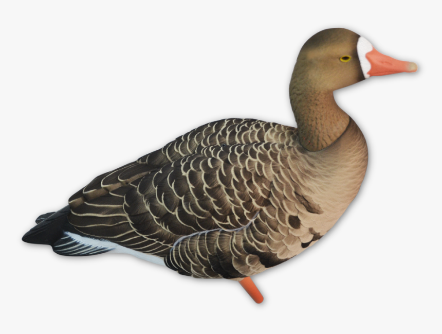Seaduck, HD Png Download