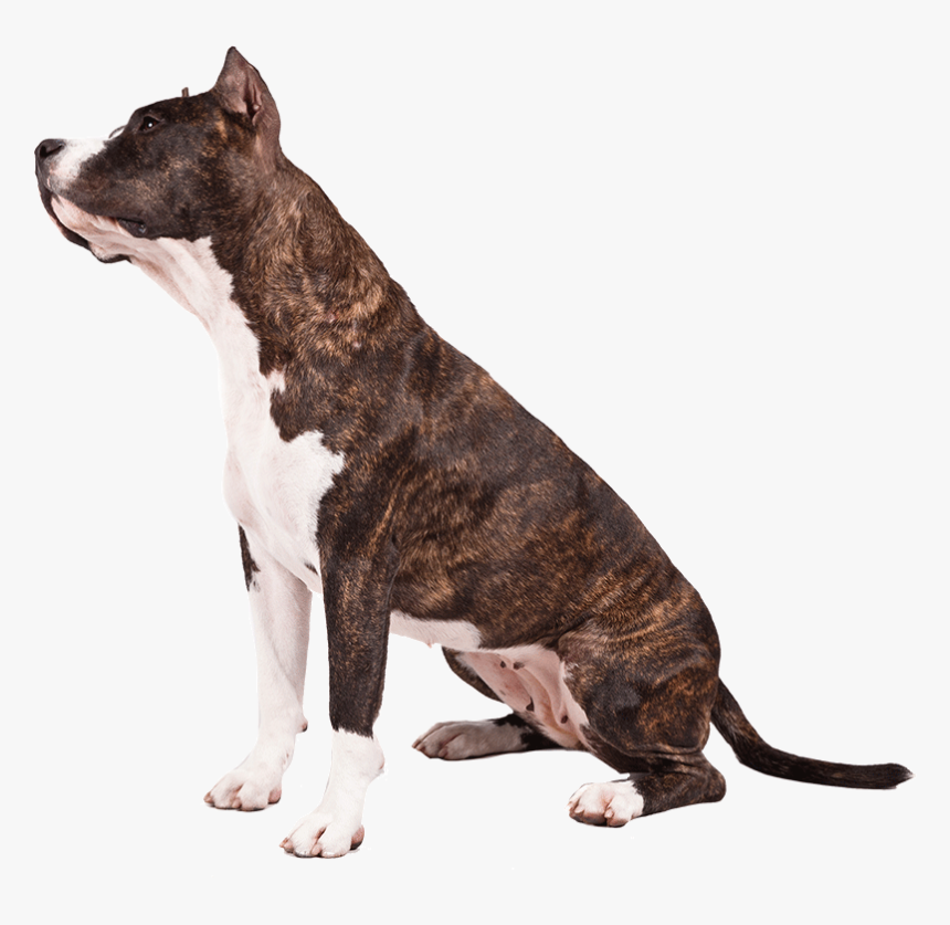 American Pit Bull Terrier, HD Png Download