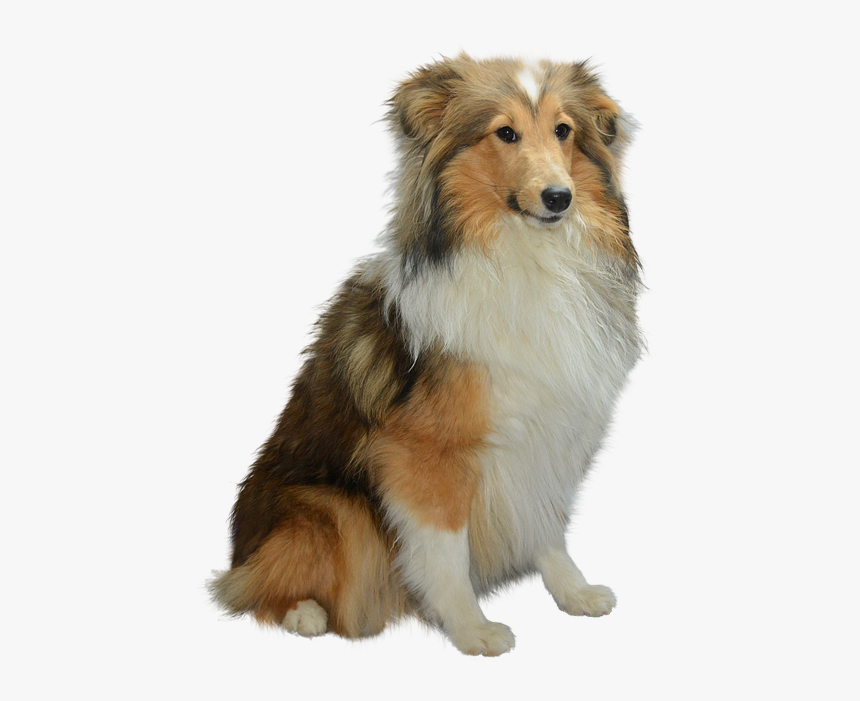 Dog, HD Png Download
