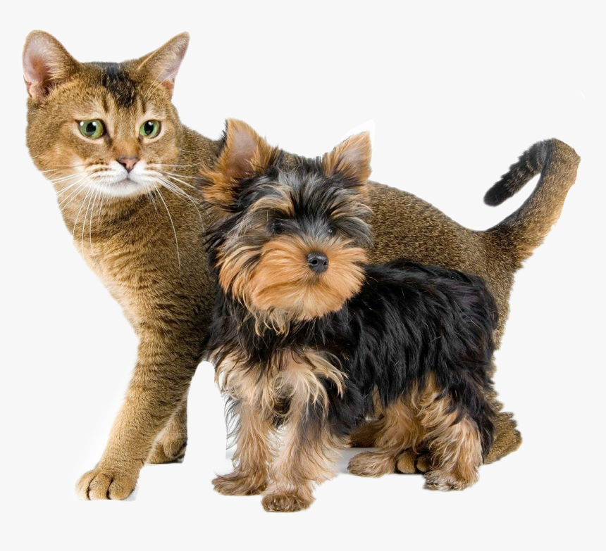 #dog #perros #gatos #cat #mascotas - Yorkshire Terrier And Cat, HD Png Download