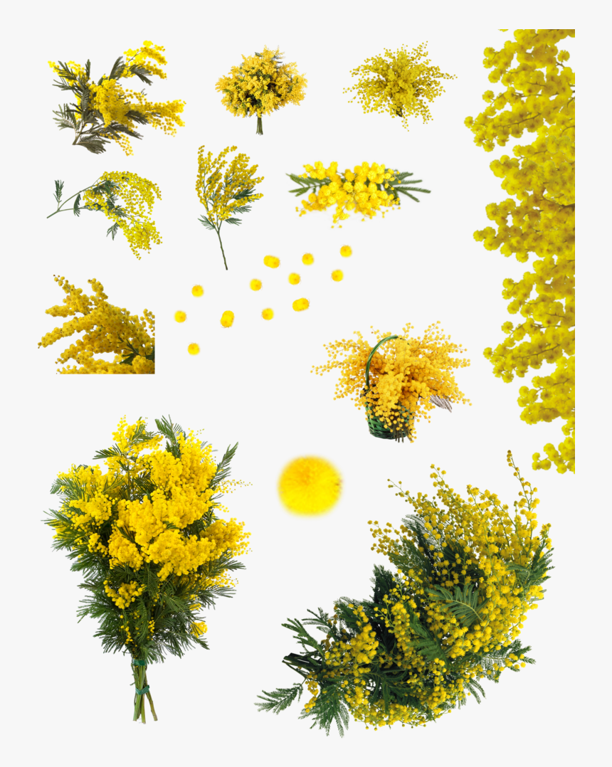 Yellow Acacia Tree Png , Png Download - Flor Acácia Png, Transparent Png