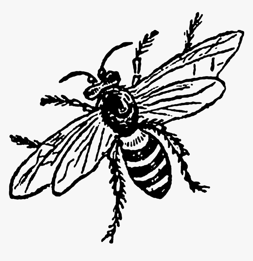 Transparent Vintage Bee Png - Visual Arts, Png Download