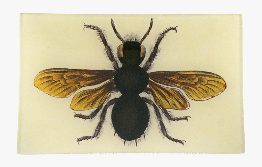 Honeybee, HD Png Download