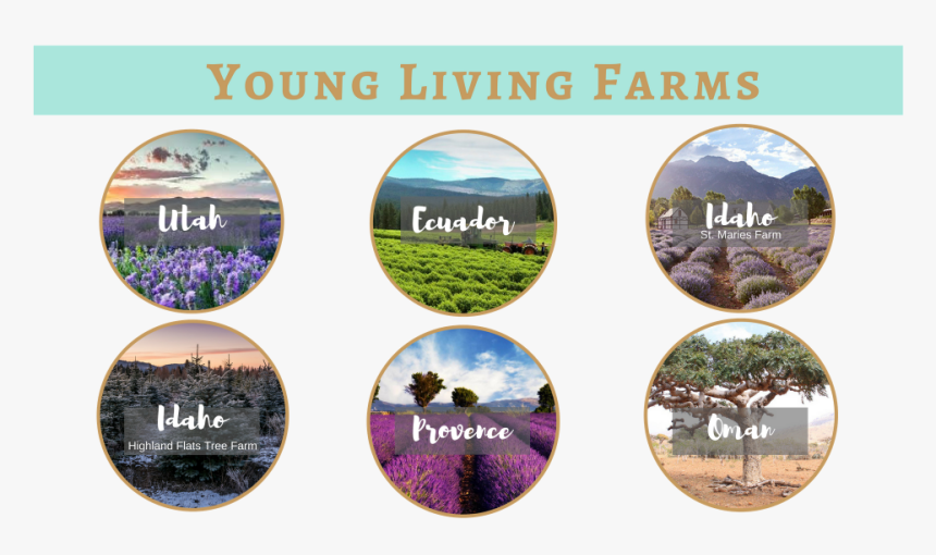 Why Essential Oils - Young Living Farms, HD Png Download
